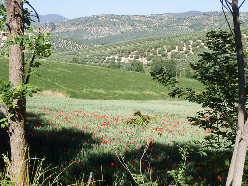 On the road to Montefrío.